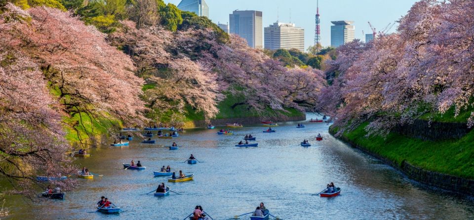 Tokyo: Private Cherry Blossom Experience - Itinerary Details