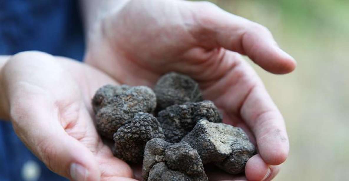 Truffle Hunting in Provence - Cultivating and Training Truffles