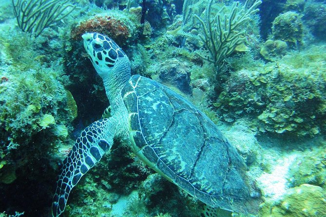 Two-Tank Dive for Certified Diving in St Thomas - Meeting Point and Pickup Details