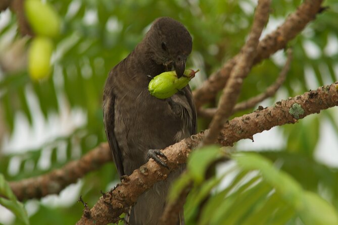 Vallee De Mai Tour (From Praslin) - Pickup and Meeting Details