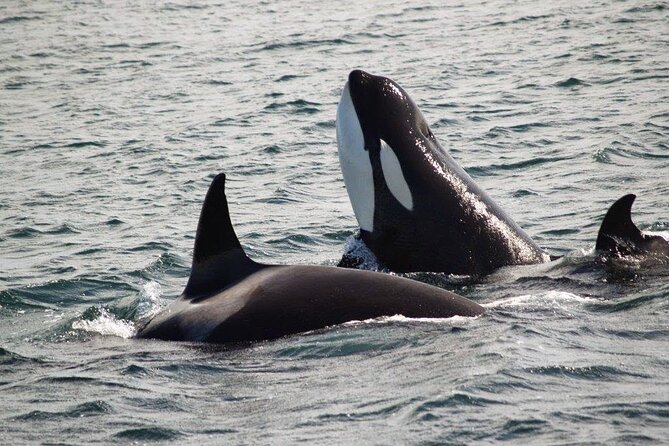 Victoria Shore Excursion: Whale-Watching Cruise With Expert Naturalist Guides - Onboard Naturalist Guides