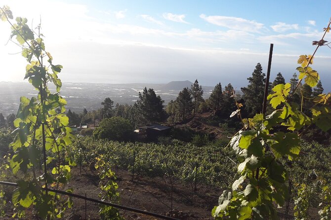 Visit to Arafo Mountain Vineyard and Organic Wine Tasting - Highlights of the Vineyard