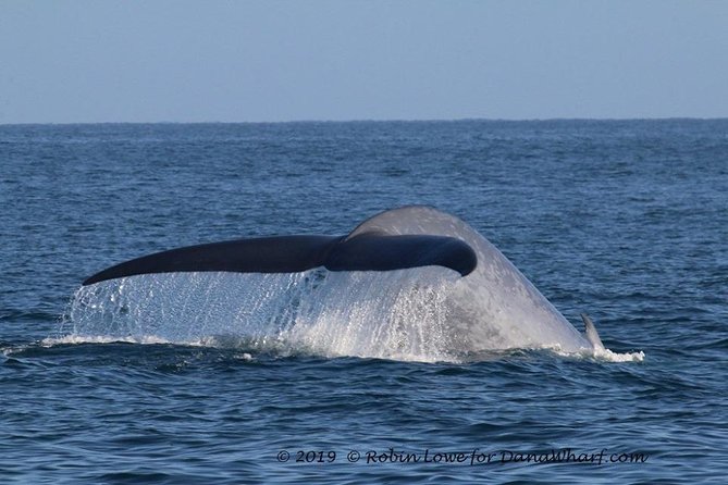 Whale Watching Excursion in Dana Point - Common Marine Life Sightings