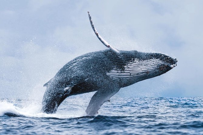 Whale Watching Tour With Professional Guide From Reykjavik - Meeting Point and Arrival Time