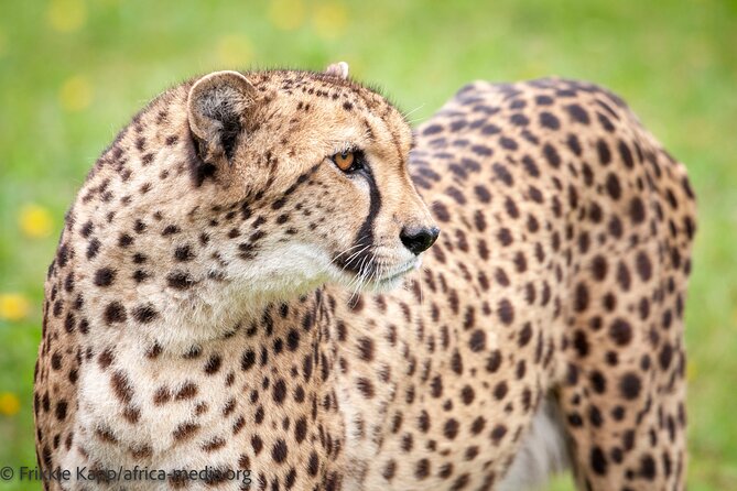 Wild Cat Experience Tour - Rehabilitation and Awareness