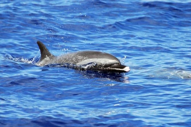 Wild Dolphin Watching and Snorkel Safari off West Coast of Oahu - Meeting and Pickup Information