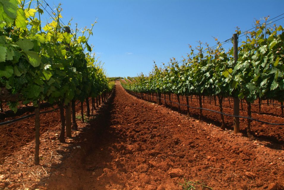 Wine Tour From Lisbon With Tastings & Winemaker for a Day - Winery Visit and Activities