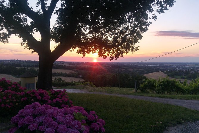 Winetour and Tasting on Bologna Hills, Guided by the Wine Grower - Booking and Availability Details