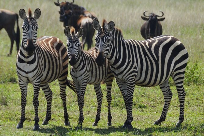 4 Day Serengeti and Ngorongoro Crater - Key Points