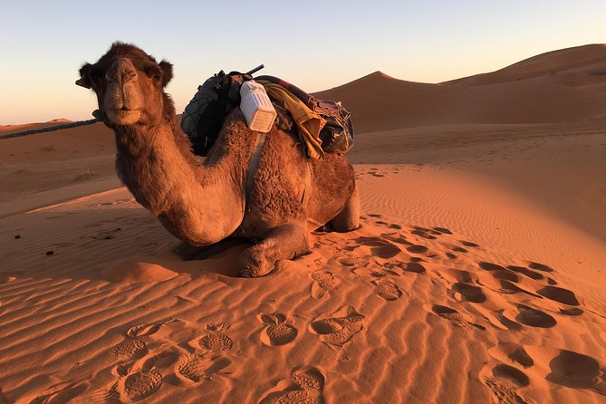 10-Day Chefchaouen to Sahara to Marrakech - Private Group - Marveling at Ait Benhaddou