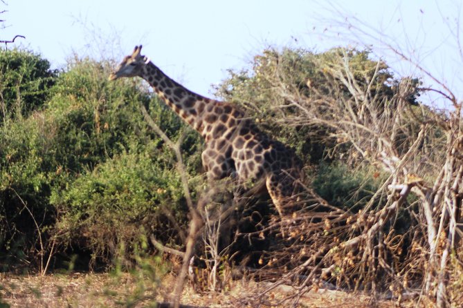 2-Day Camping Safari in Chobe National Park From Victoria Falls - Wildlife Viewing Opportunities