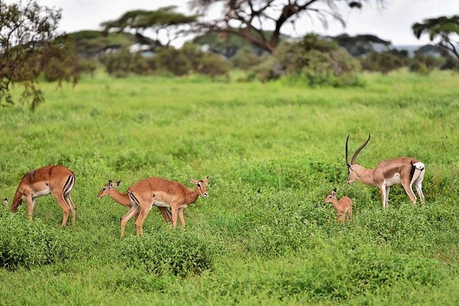 2 Days Amboseli Private Safari - Pricing and Reviews