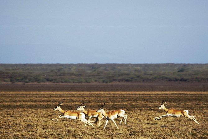 2 Days Wildlife Safari to Awash National Park - Pickup Locations