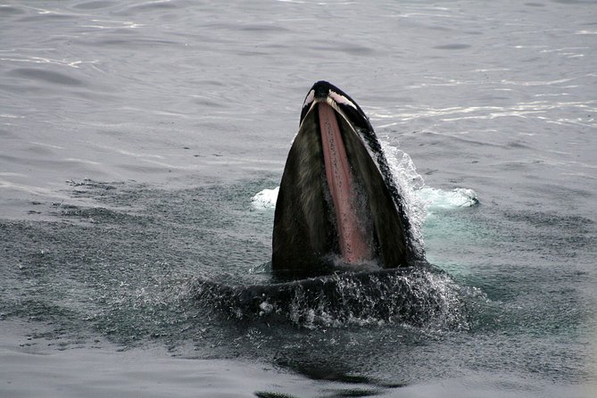 2-Hour RIB Boat Whale Watching Tour From Reykjavik - Recommendations and Restrictions