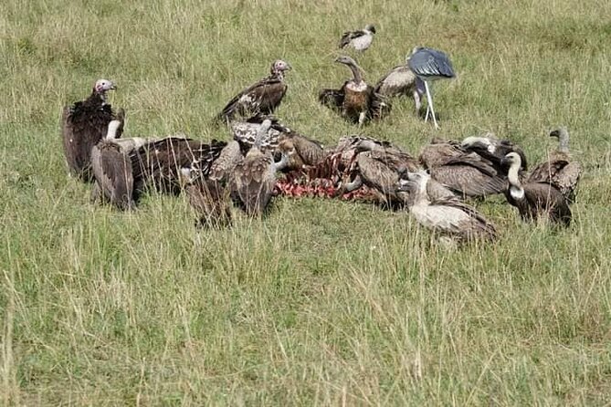 3 Day Private 4x4 Jeep Tour in Masai Mara Safari - Review Highlights