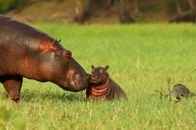 3 Day Private Safari to Murchison Falls National Park With Big Five Experience - Logistics