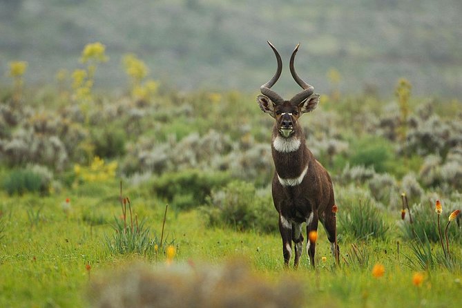 3 Days Bale Mountains Trekking - Activities and Experiences