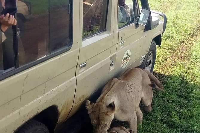 3 Days Lake Manyara, Ngorogoro Crater, Tarangire National Park - Professional Guide and Amenities