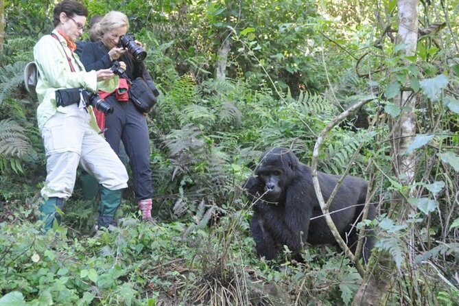 3 Days Uganda Gorilla Trekking Safari - Booking and Cancellation