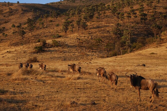 4-Day Safari to Tarangire, Serengeti and Ngorongoro From Arusha - Join a Group - Meeting and Pickup