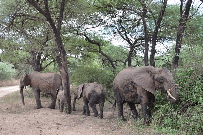 4-Day Tour to Tanzanias National Parks - Taking in the Local Ecosystem