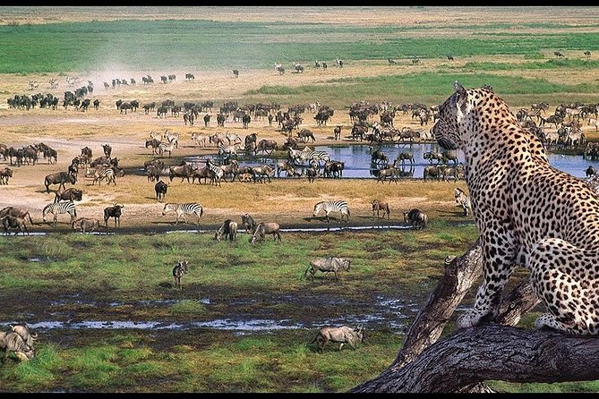 5 Days Serengeti Camping Safari - Transportation and Pickup