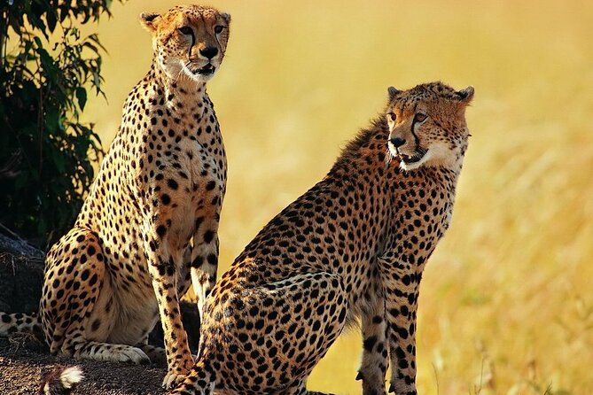 5 Days Tanzania Luxury Lodge Private Safari - Tour Details