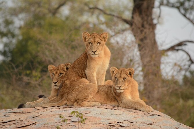 5HRS Nairobi National Park Early Morning Private Tour 4x4 Vehicle - Group Size and Accessibility