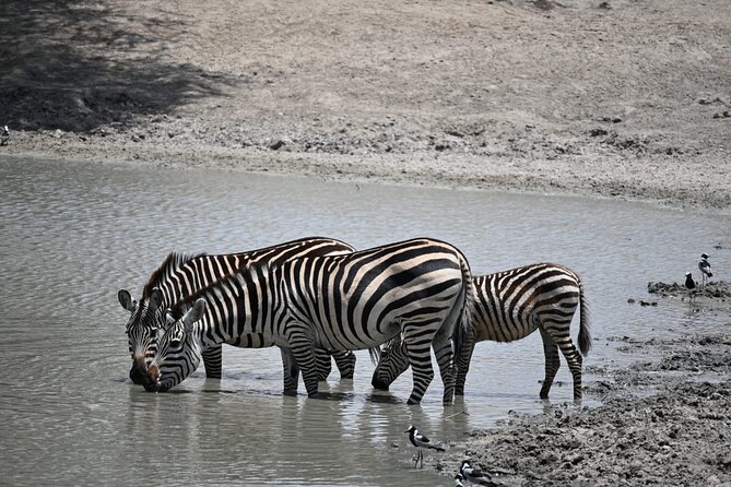 6-Day Private Camping Safari Tour From Kilimanjaro Airport - Booking Information