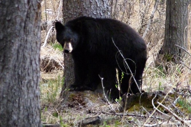 8-Day Rocky Mountains Caribou Tour From Vancouver - Packing and Fitness