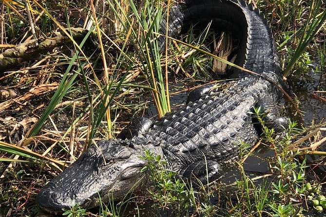 90 Minute Everglades Airboat Tour Near Orlando Florida - Accessibility and Requirements