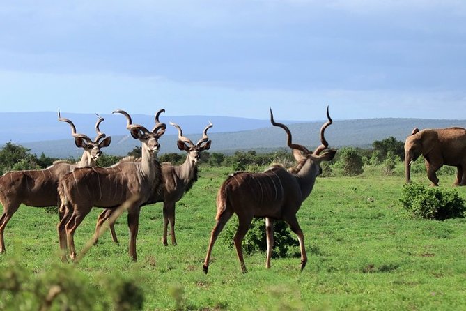 Addo Elephant National Park From Port Elizabeth - FD01 - Included in the Tour