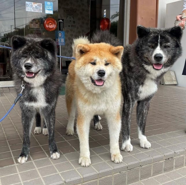 Akita Dog Day Review: A Must-Attend Event - Highlights and Activities