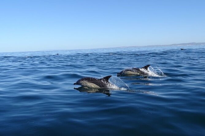 Algarve Dolphin Watching & Marine Life Eco Tour - Coastal Exploration