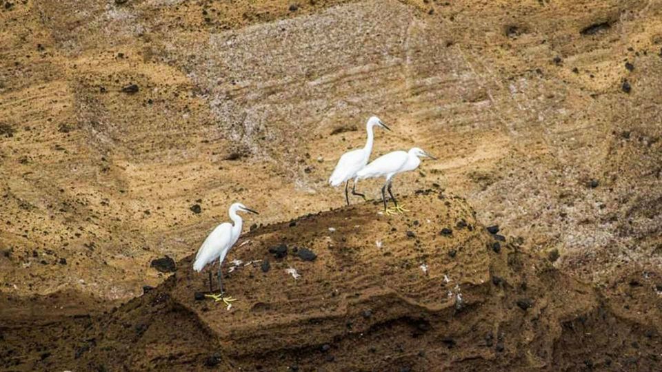 Azores: Whale Watching and Islet Boat Tour - Communication and Migration