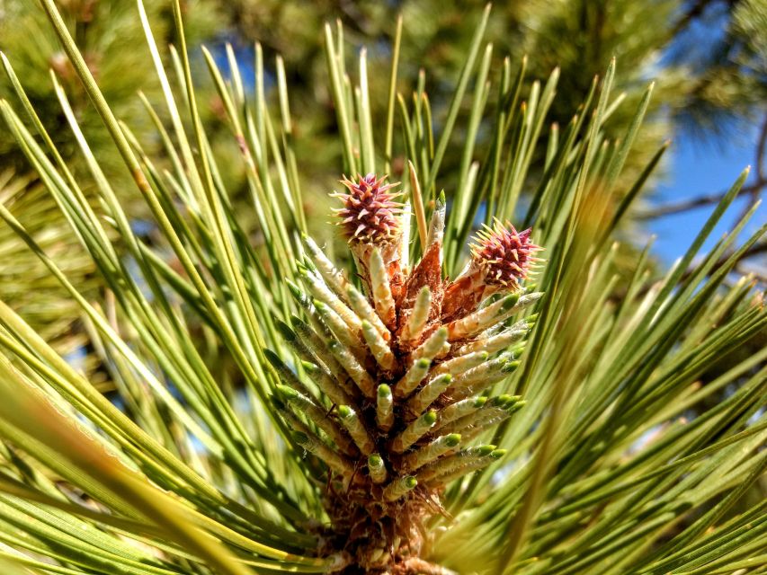 Bryce: Guided Sightseeing Tour of Bryce Canyon National Park - Transportation and Inclusions