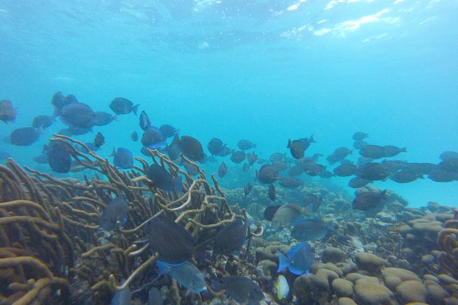 Buccoo Reef and Nylon Pool Adventure - Accessibility and Participation