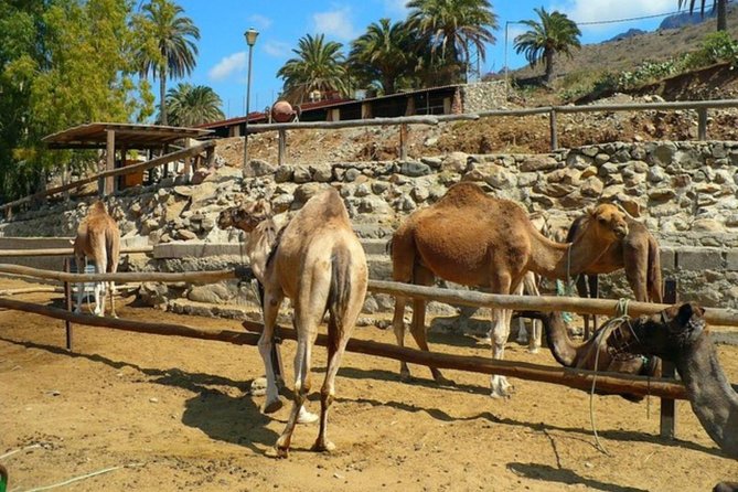 Camel Safari Through the Dunes of Maspalomas - History and Significance of Camels