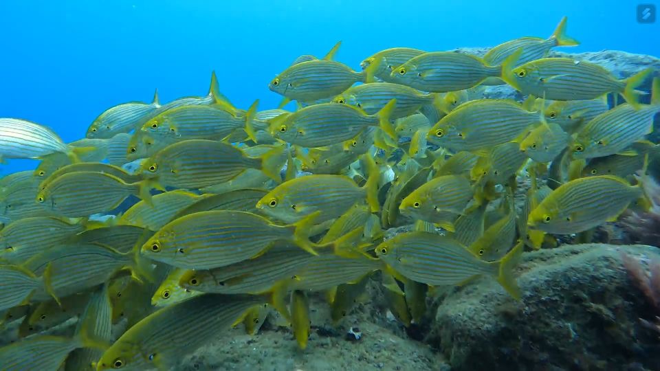 Caniço: Garajau Nature Reserve Guided Snorkeling Tour - Customer Feedback