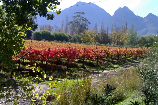 Cape of Good Hope and Cape Winelands Day Tour From Cape Town - Booking and Reviews