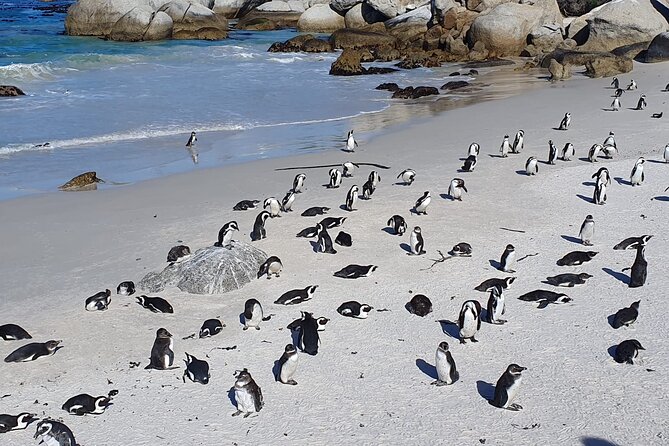 Cape of Good Hope & Penguins From Cape Town Full-Day Private Tour - Customer Feedback