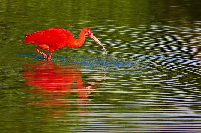 Caroni Swamp Wildlife Tour - Traveler Reviews and Ratings