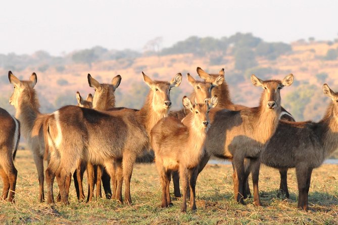 Chobe National Park 4X4 Day Safari and River Cruise - Dining Option