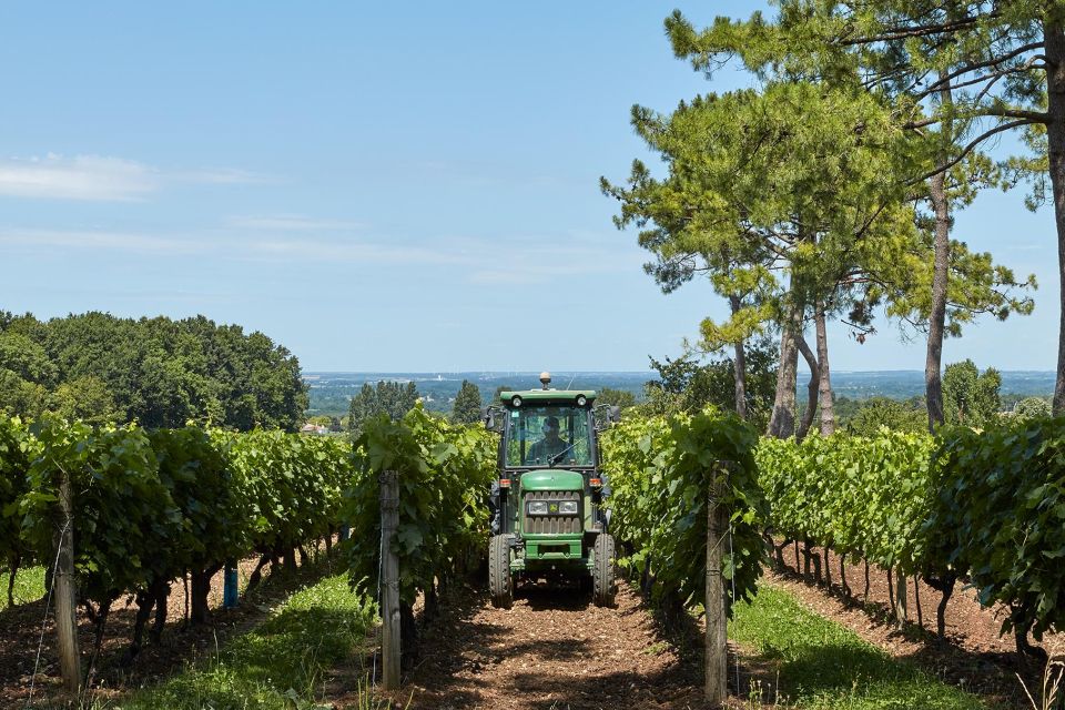 Cognac: 3-Hour Private Painting With Artist Jeanne Maze - Painting in the Vineyard