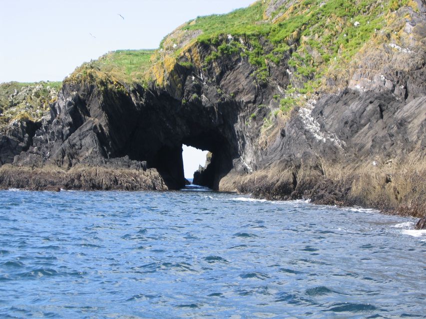 County Cork: Whale & Dolphin Watching Boat Trip - Suitability and Requirements