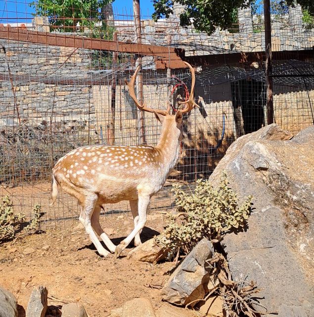 Crete: Shepherd'S Life & Psiloritis Mountain Tour With Meal - Shepherds Farm Visit