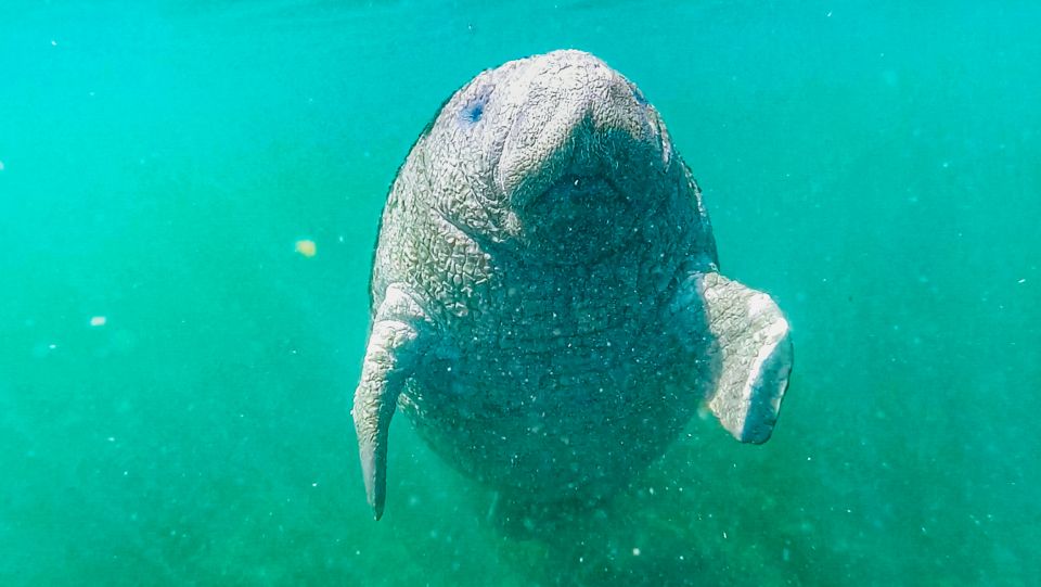 Crystal River: Manatee Snorkel Tour W/ In-Water Photographer - Inclusions and Requirements