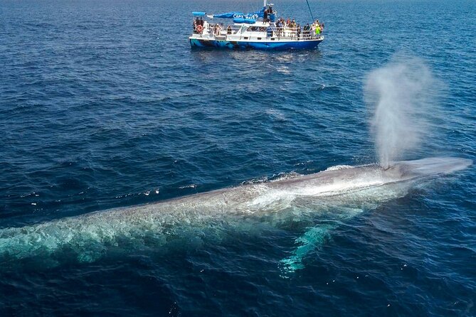 Dana Point Dolphin and Whale Watching Eco-Safari - Naturalist Commentary