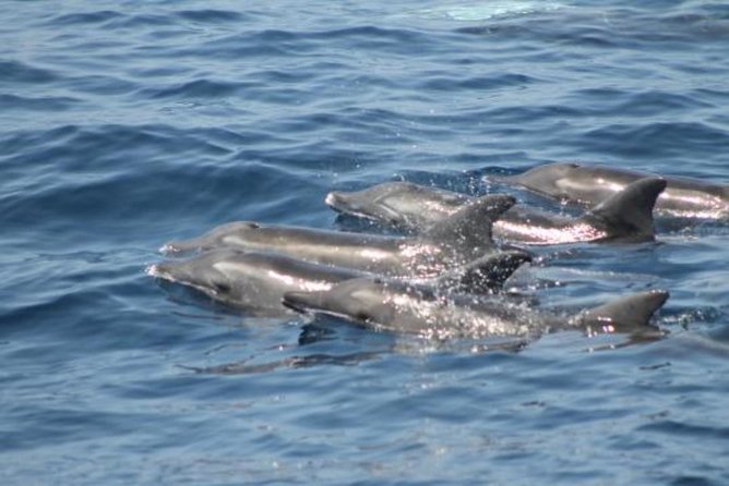 Dolphin and Whale Watching Cruise From Puerto Rico, Gran Canaria - Booking and Cancellation Policy