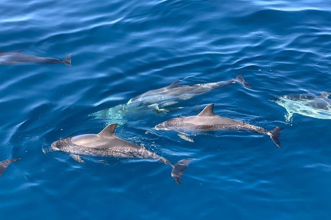 Dolphin Searching Tour in Puerto De Mogán (Keeper UNO Boat) - Included Amenities